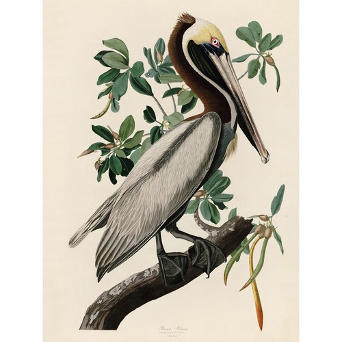 Audubon vögel amerika brauner - audubon,
