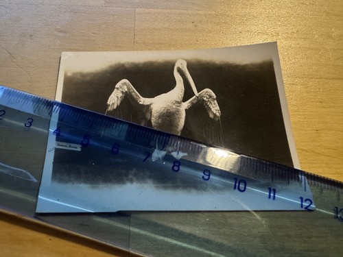 Foto unbekannter pelikan - -,