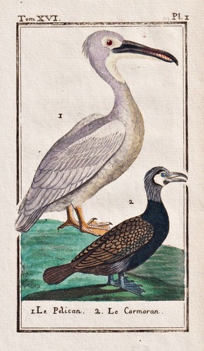 Pelikan pelican wasservogel - pelikan,