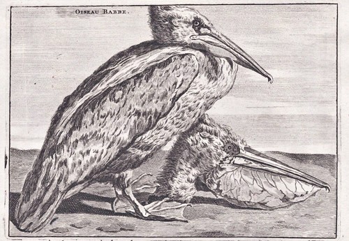 Pelikan pelican vogel bird - pelican,
