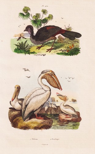 Pelikan pelecanus pelican - pelecanus,